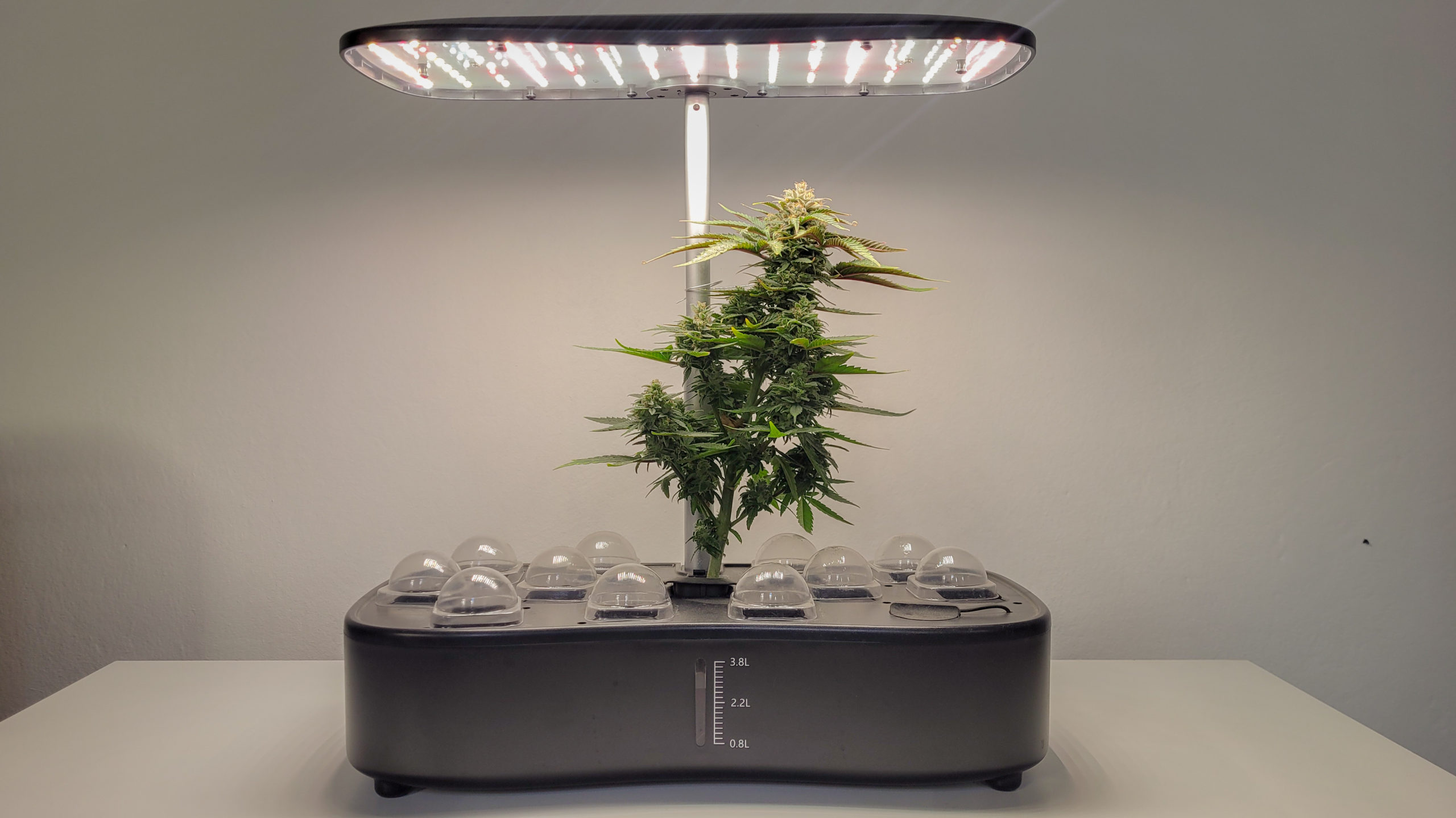 Autoflower in Hydroponics Growing System